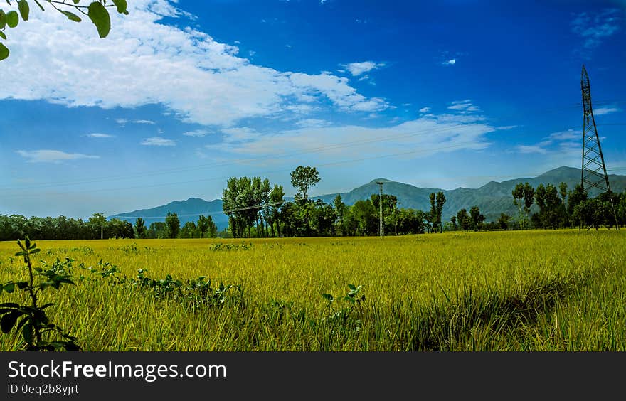 Green Rice Field Surrounded by Trees Under Clear Blue Sky