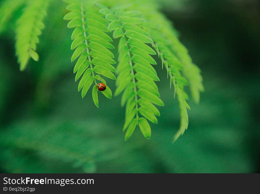 Selevtive Focus Photo of Ladybug on Green Leaf during Daytime