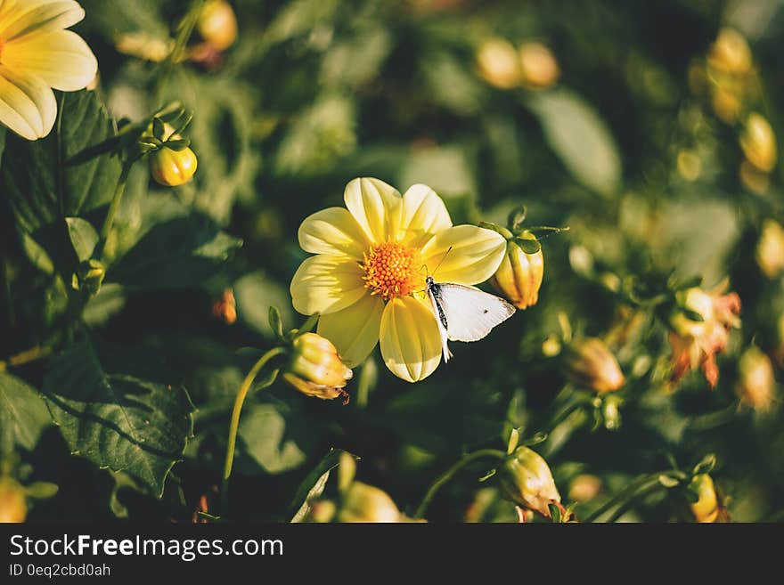 Yellow Flower Plant in Macro Shot