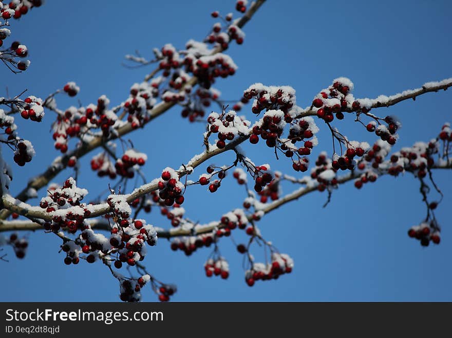 Red berries on frost covered tree branches with blue sky background. Red berries on frost covered tree branches with blue sky background.