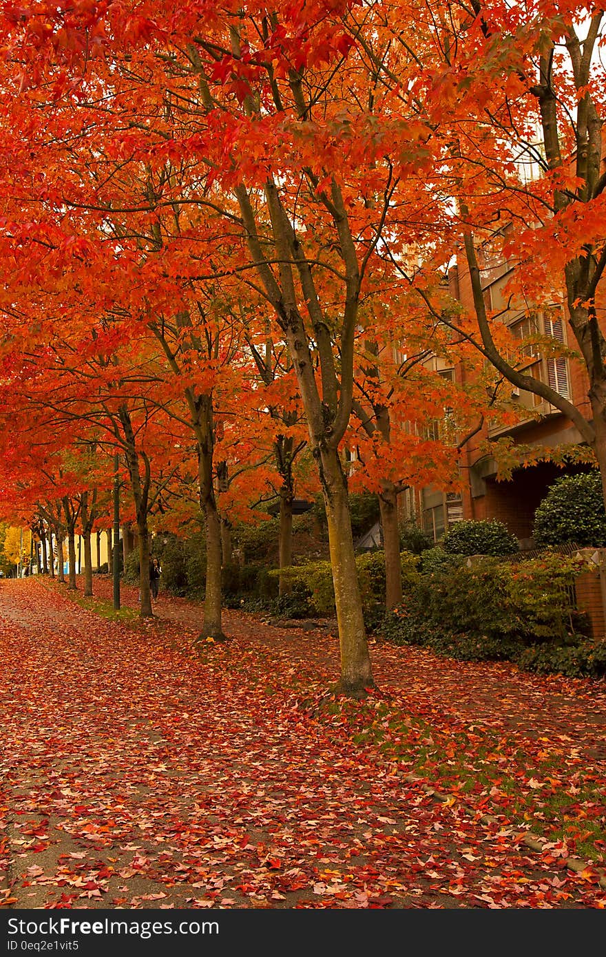 Orange Leafed Trees on Pathway