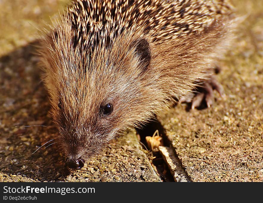 Close Up Picture of Brown Hedgehog