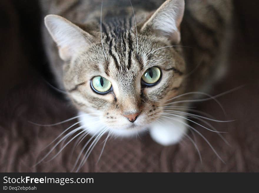 A close up of a cat looking up. A close up of a cat looking up.