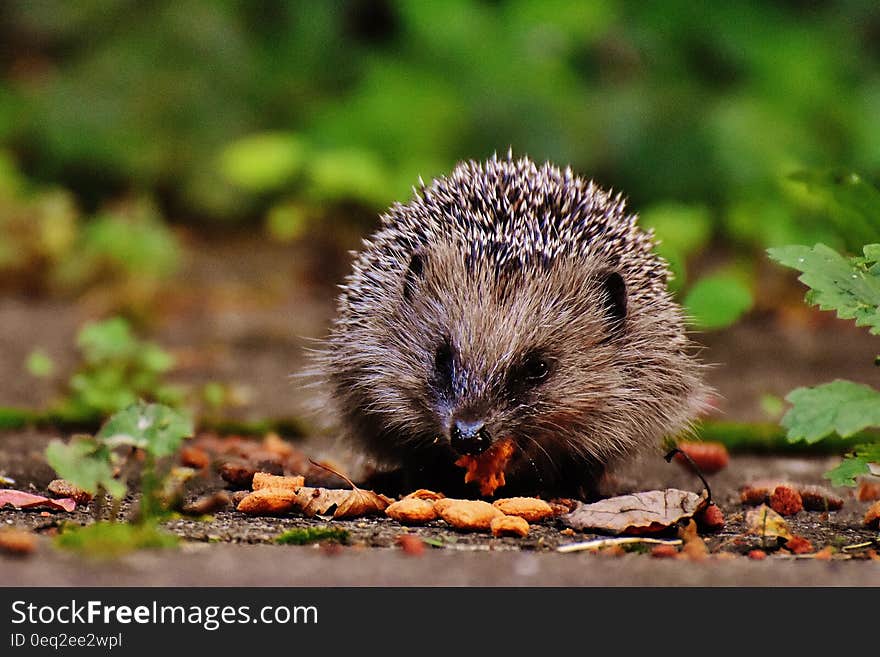 A close up of an European hedgehog eating food.