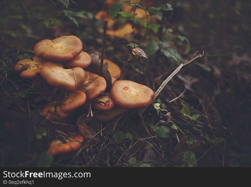 Orange Mushroom on Black Soil