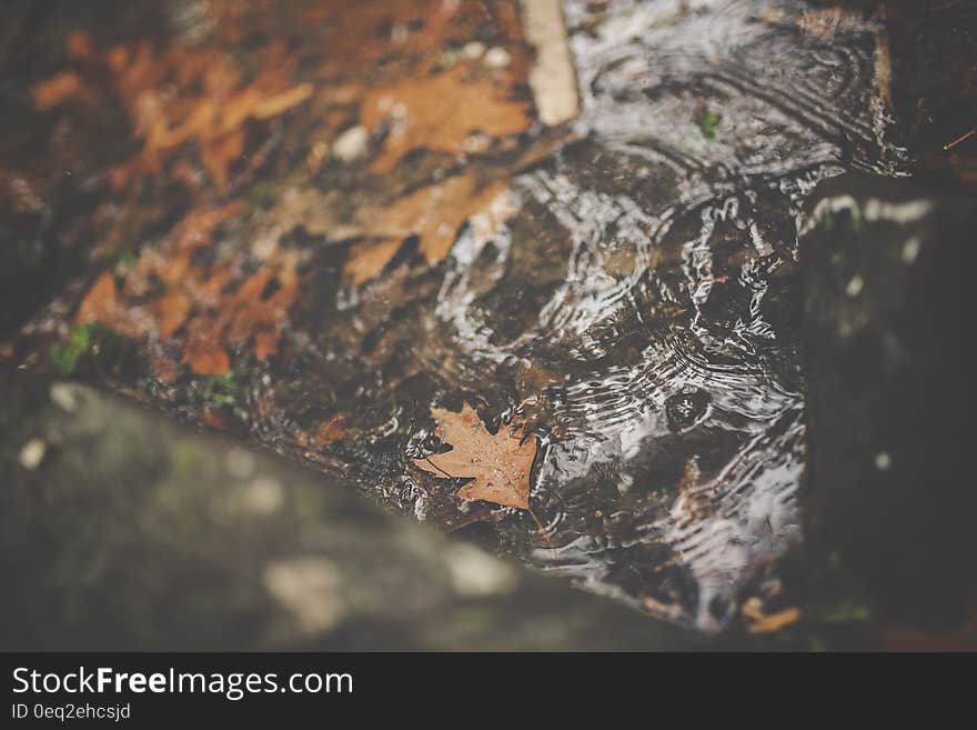 Maple Leaves on Water