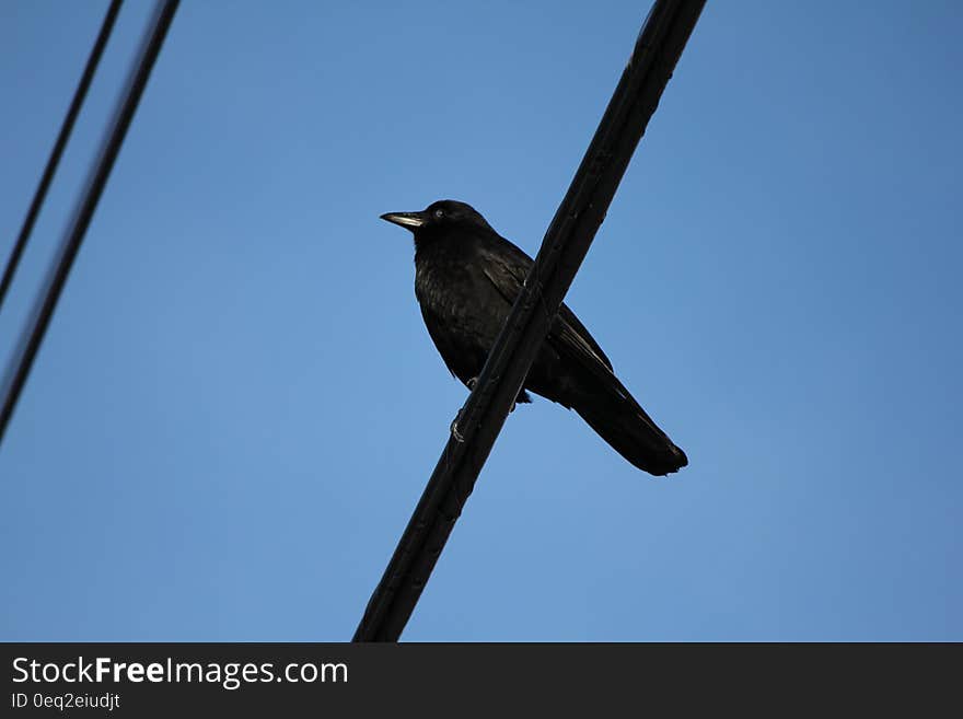 A bird sitting on a hanging line against the blue skies. A bird sitting on a hanging line against the blue skies.