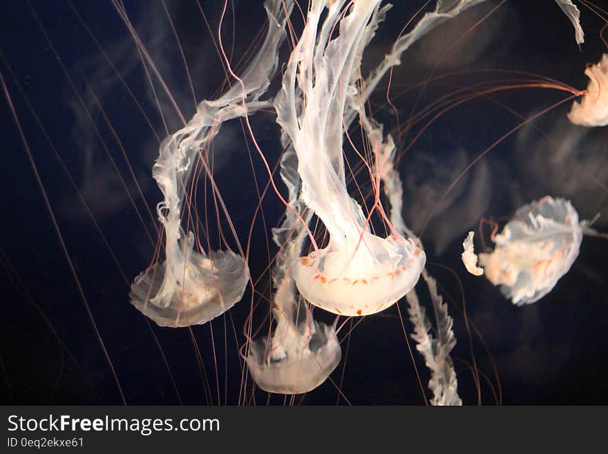 A swarm of jellyfish in an aquarium. A swarm of jellyfish in an aquarium.