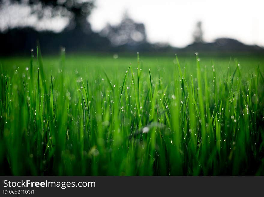 Shallow Focus Photography of Green Grasses during Daytime