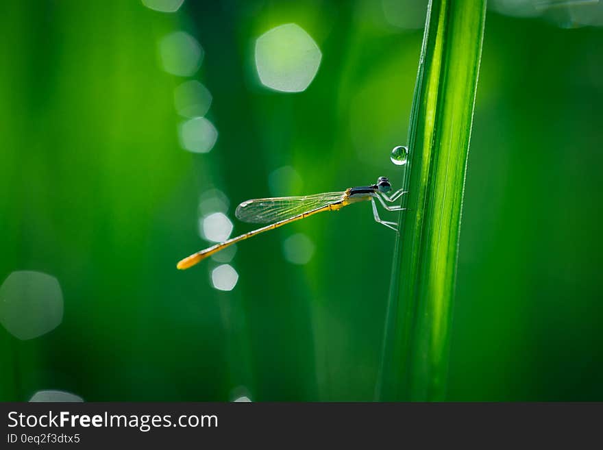 A damselfly sitting on a blade of grass. A damselfly sitting on a blade of grass.