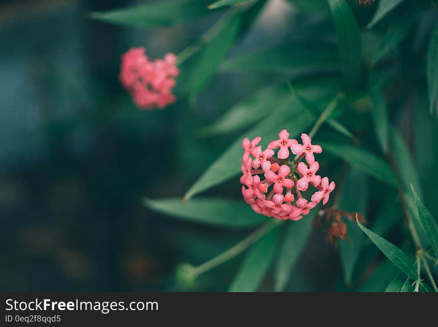 Pink Flowres Near Green Leaves Outdoor during Daytie