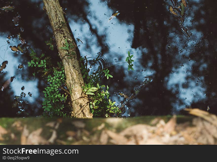 Water Pond With Leaves and Tree Branch