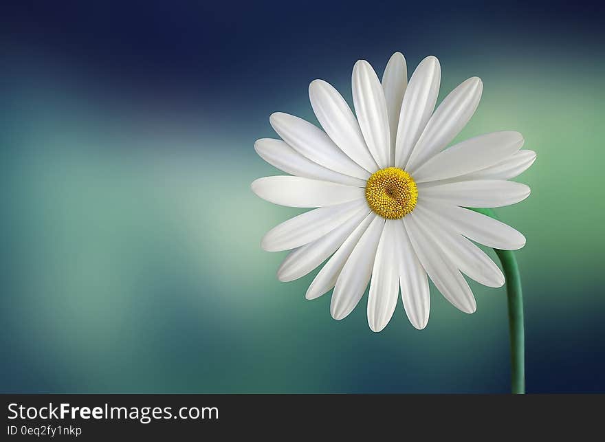 White and Yellow Flower With Green Stems