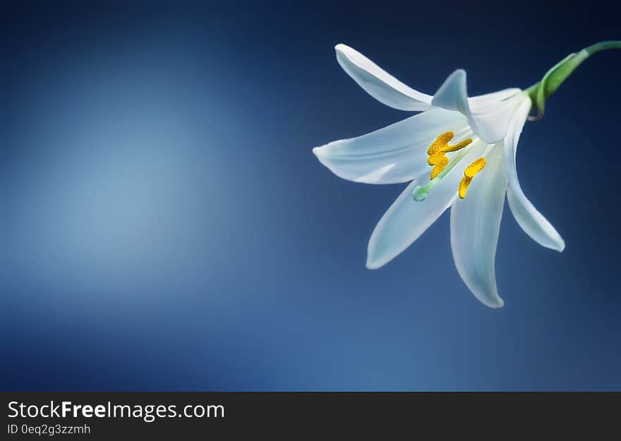 A close up of a blooming white lilium on a blue background. A close up of a blooming white lilium on a blue background.