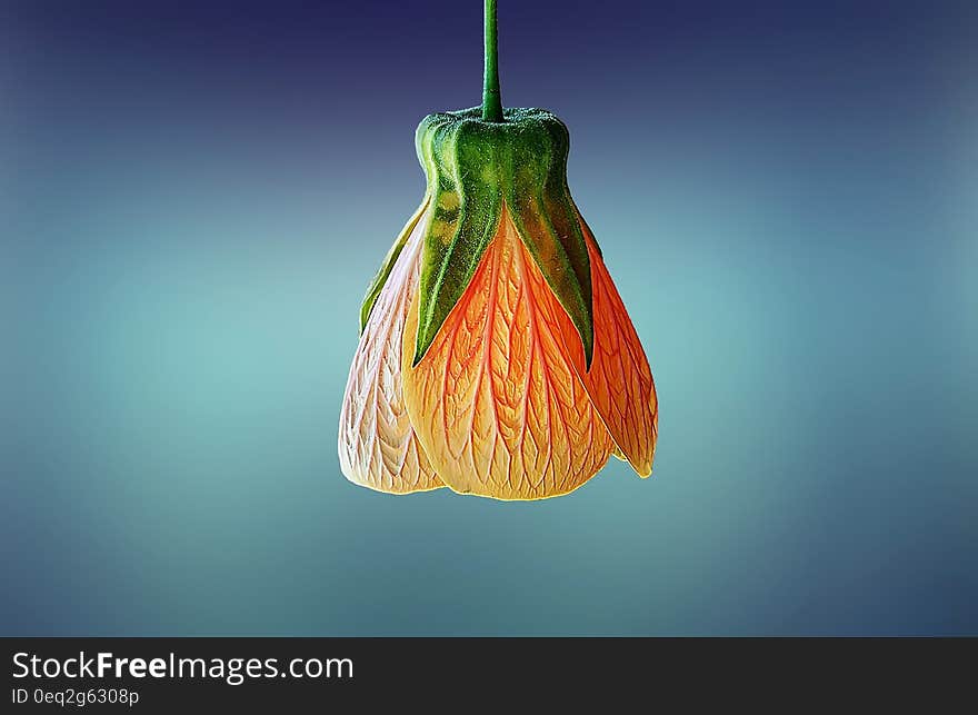 A close up shot of an orange flower bud.