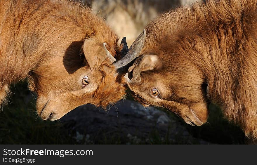 Two woolly goats butting heads.