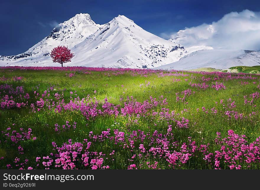 A mountain meadow with pink blossoming flowers.