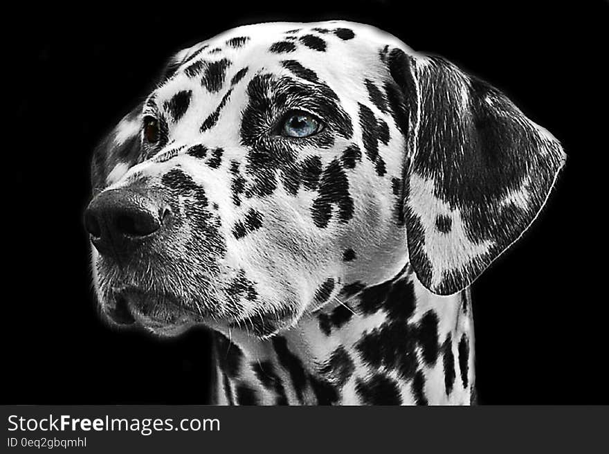 A close up of a black and white dalmatian dog.