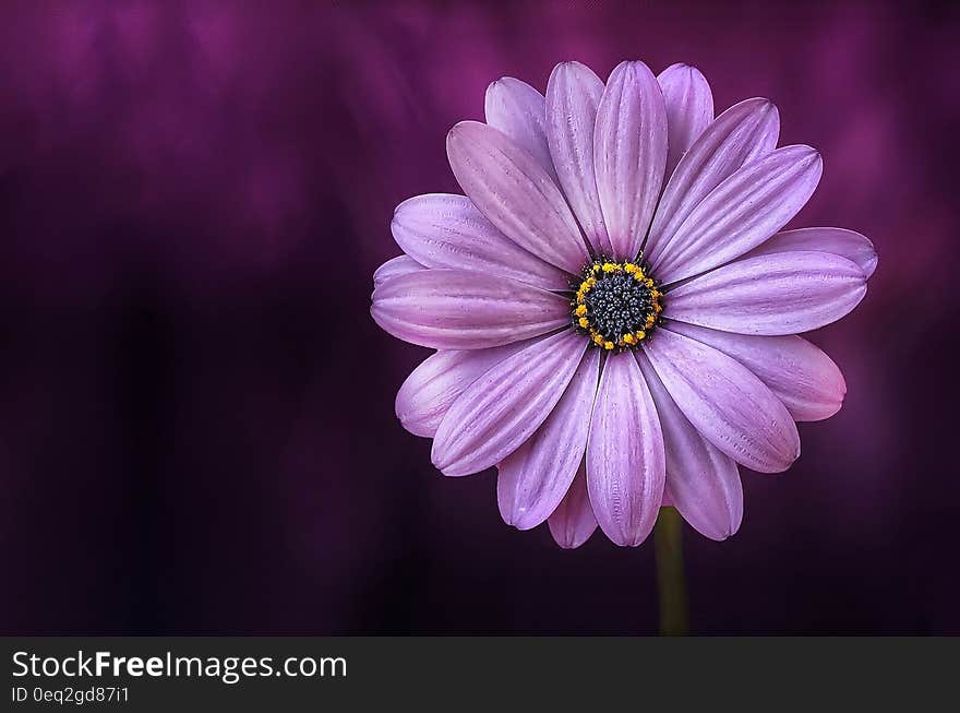 A close up of a purple flower.