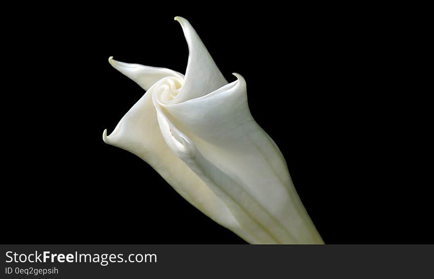 A close up of a white flower.