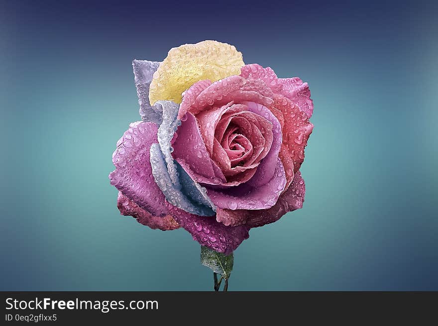 A colorful rose with dew drops on the petals.