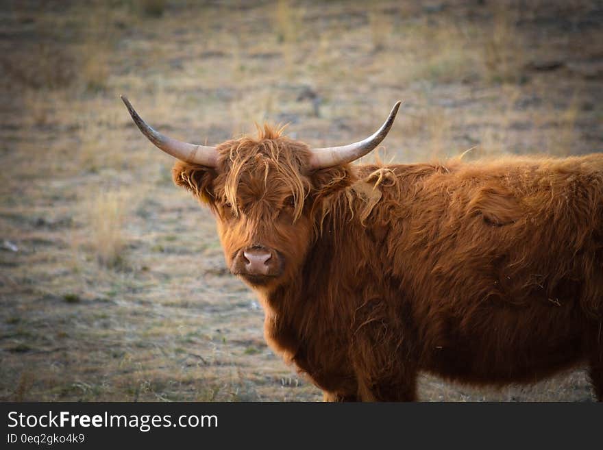 Brown Bison on Brown Grass Field