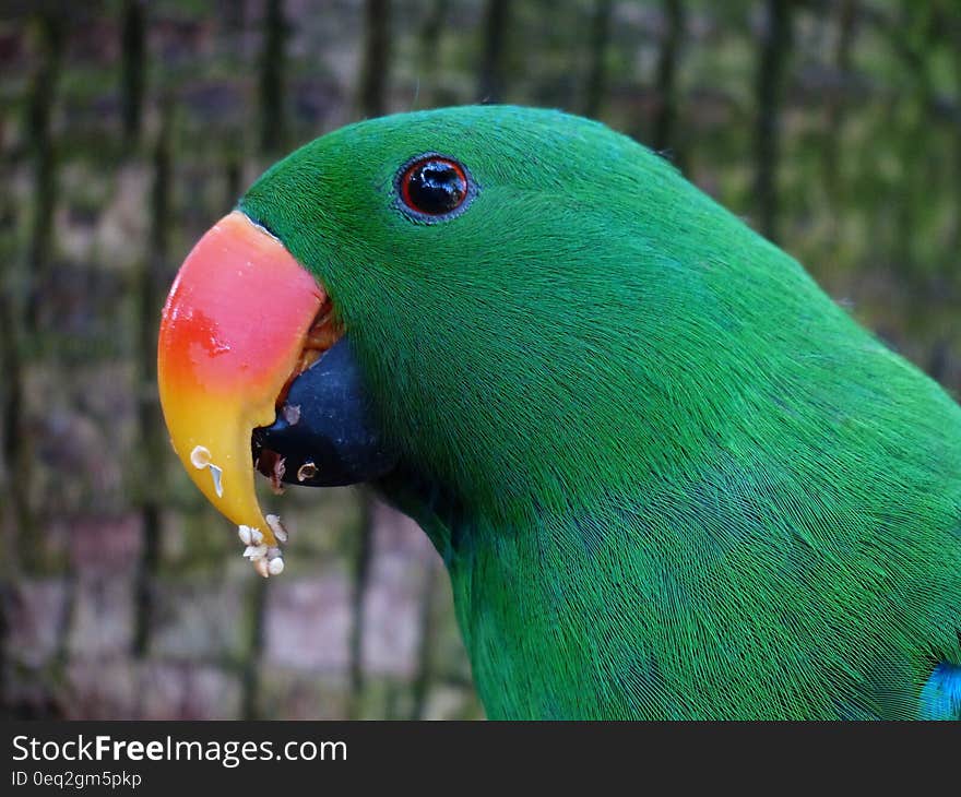 Green and Black Bird