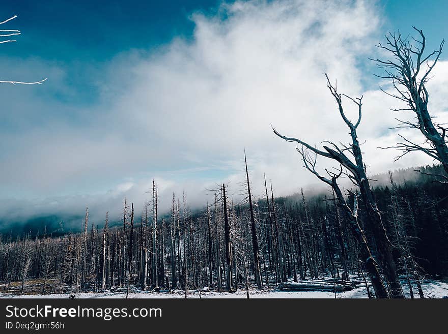 A forest after a fire in the winter. A forest after a fire in the winter.