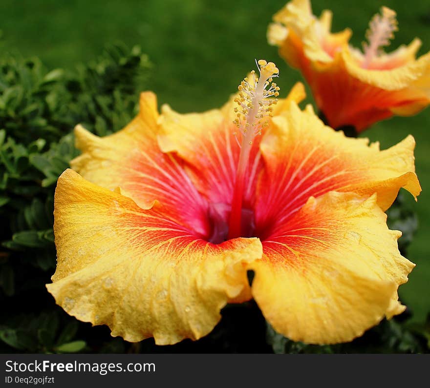 Yellow Red Hibiscus