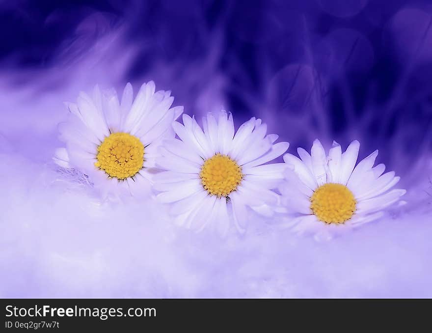 White Petaled Flower