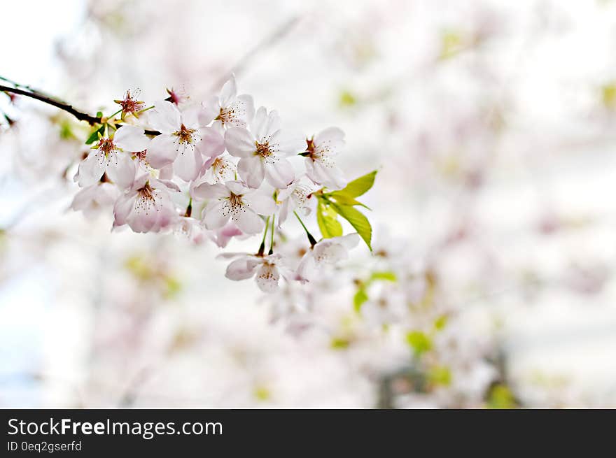 Selective Photography of White 5 Petaled Flower