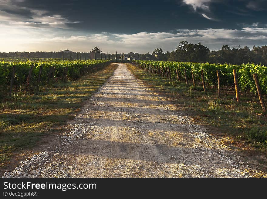 View of Vineyard Road during Daytime