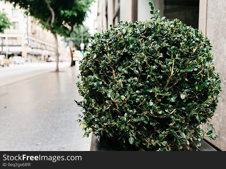 A close up of a shrub in a jardiniere beside a sidewalk. A close up of a shrub in a jardiniere beside a sidewalk.