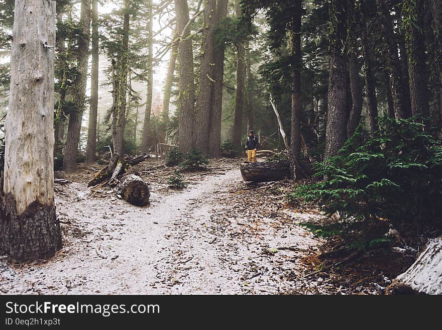 A lone hiker on a path in an evergreen forest. A lone hiker on a path in an evergreen forest.