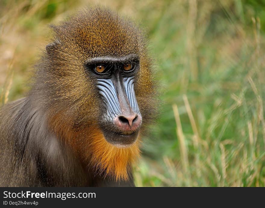 A portrait of a mandrill monkey in its natural habitat.