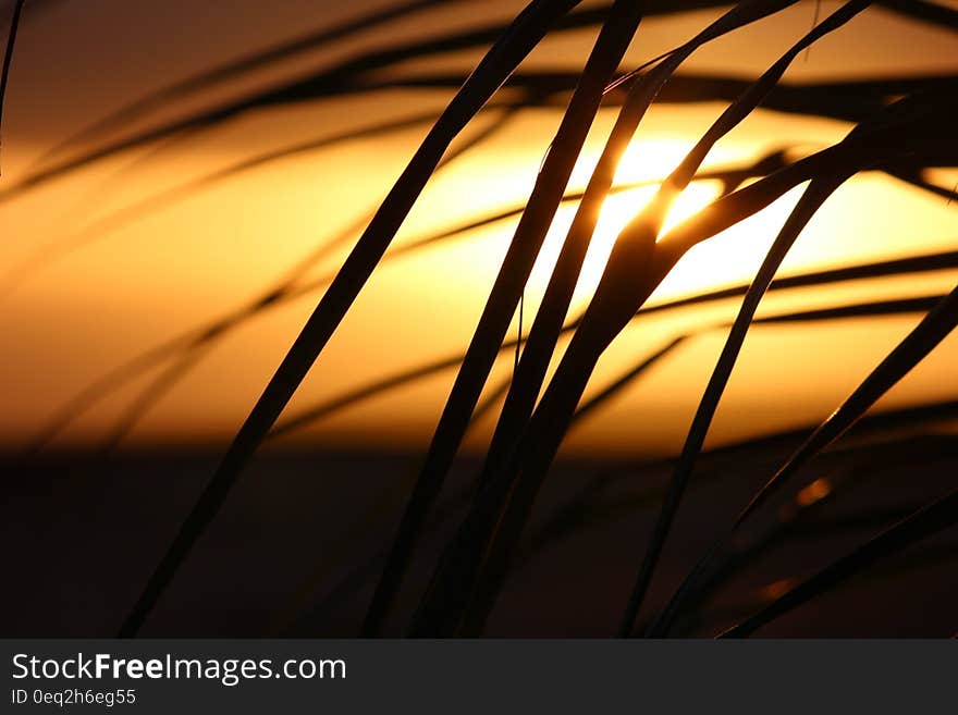 Grass Silhouette during Daytime