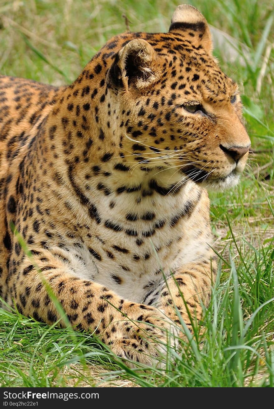 Leopard Lying In The Grass