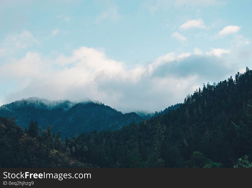 Forest of fir tree in mountainous landscape. Forest of fir tree in mountainous landscape.