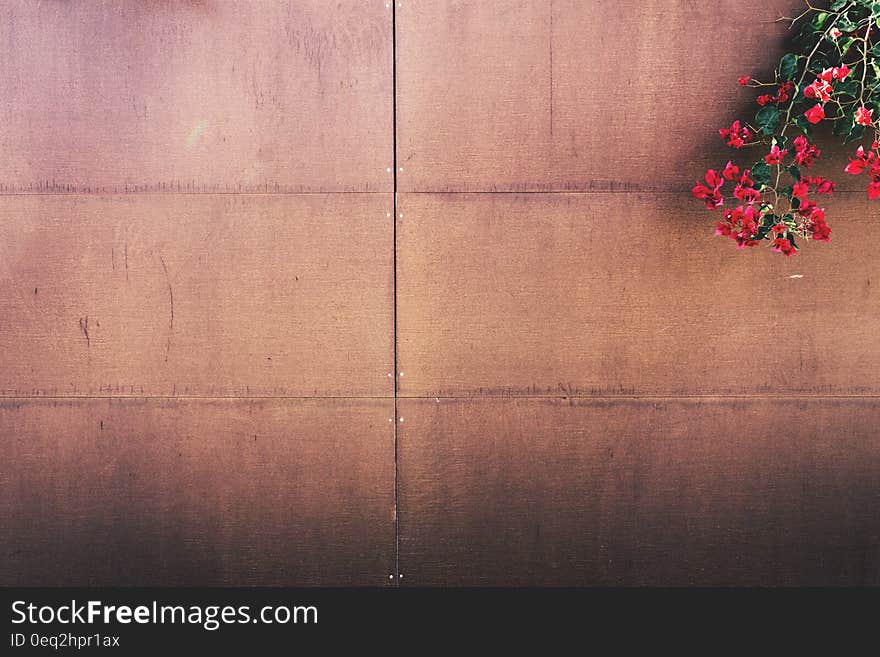 Red flowers on wood paneled fence with copy space.