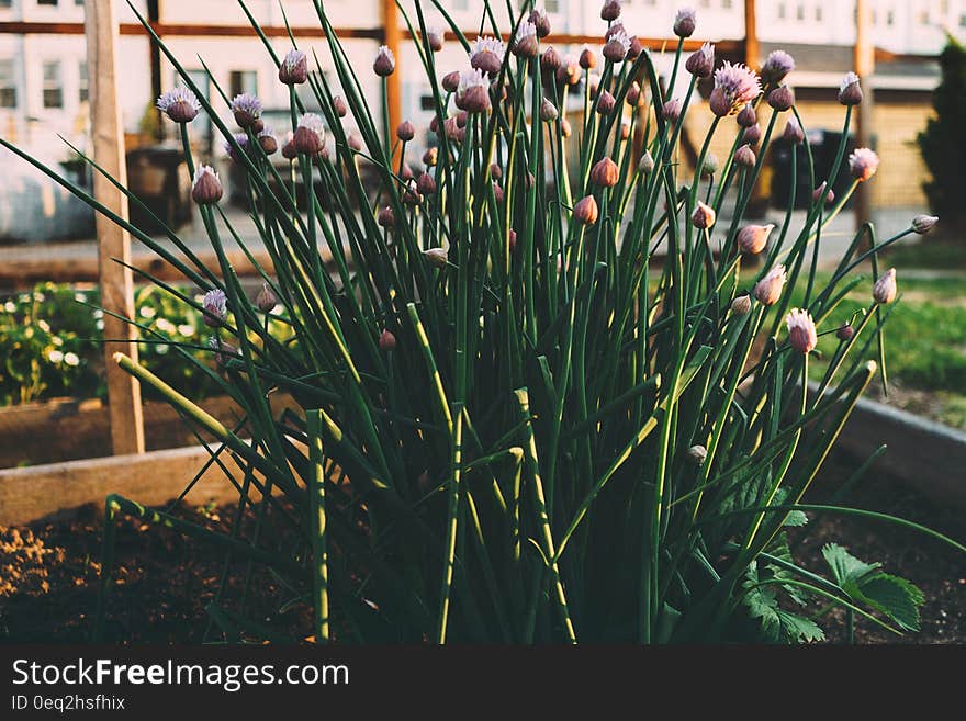 Group of chives growing in garden flowerbed.