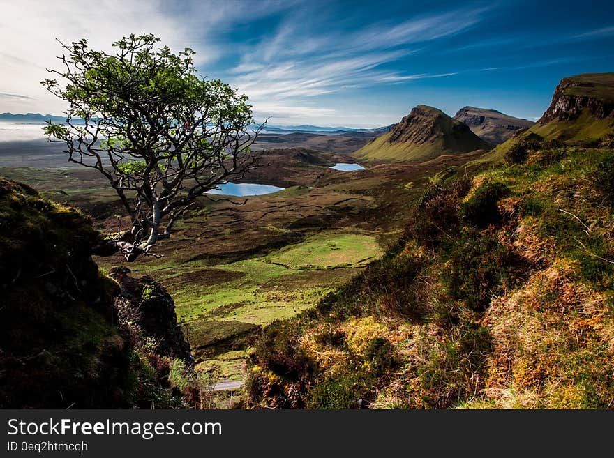 Brown Green Plant on Cliff of Green Grassy Mountain