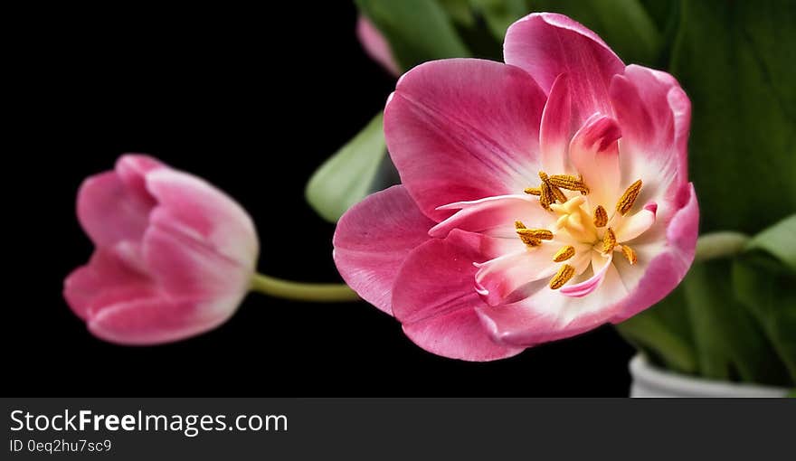 White Pink Flower on Close Up Photography