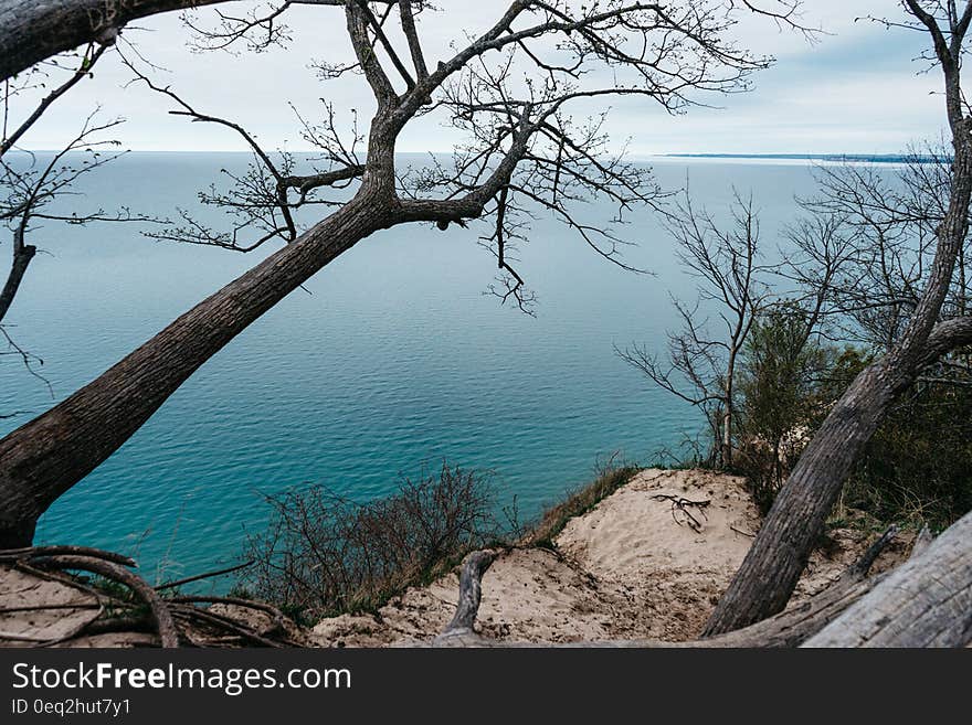 A cliff with trees by the seashore. A cliff with trees by the seashore.