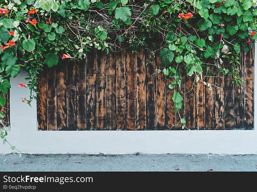 A fence with a bush growing over the top. A fence with a bush growing over the top.