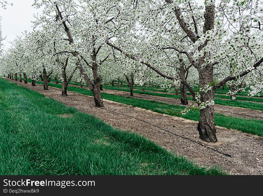 An orchard with trees with white blossoms. An orchard with trees with white blossoms.