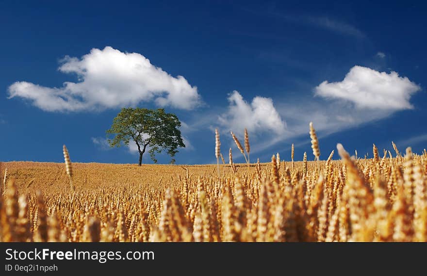 Trees on Yellow Wheat Field Under Blue Sky