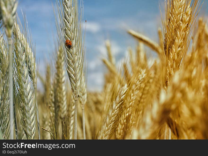 A ladybug on an ear of wheat in the field. A ladybug on an ear of wheat in the field.