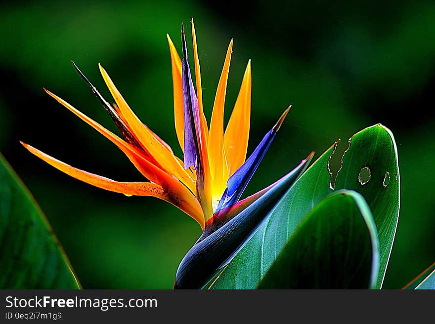 Orange and Purple Birds of Paradise Flower