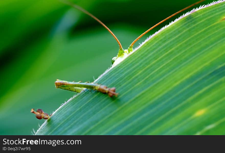 Green Insect Behind Green Leaf