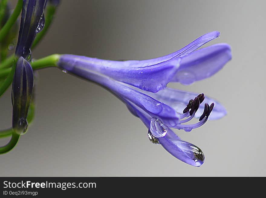 Purple Plant